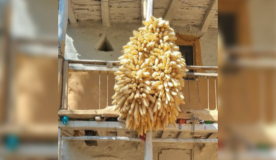 मकै उत्पादनमा जोड दिँदै किसान