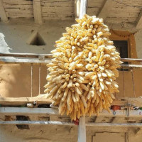 रसुवा बाढी : बेपत्ता सबैकाे पहिचान खुल्यो (सूचीसहित)