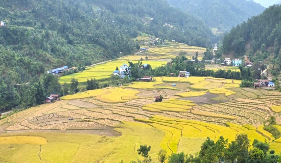 वर्षाले धान काटेका किसान पीडामा