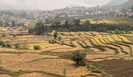 धानको पाँजा रुझेपछि कृषक चिन्तित