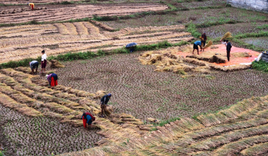 नुवाकोटका किसान बर्सातकै बिचमा धान भित्र्याउन व्यस्त