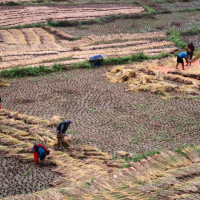 नाबालकसहित एकै परिवारका तीन जना मृत फेला