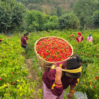 सकियो सेतो मच्छिन्द्रनाथको जात्रा (फोटो फिचर)