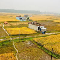 १५ प्रदर्शनकारी पक्राउ