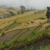 शिक्षामन्त्री भट्टराईद्वारा राजीनामा