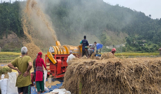 गुल्मीमा वर्षाले २२ सय मेट्रिक टन धान उत्पादन घट्ने