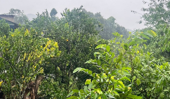 धानबालीलाई मल अभाव नहुने, सरकारसँग ५३ हजार ९७७ टन मल मौज्दात