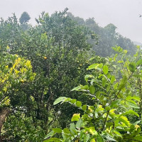 नेदरल्यान्ड्सले रोमानियालाई हल्का रूपमा नलिने