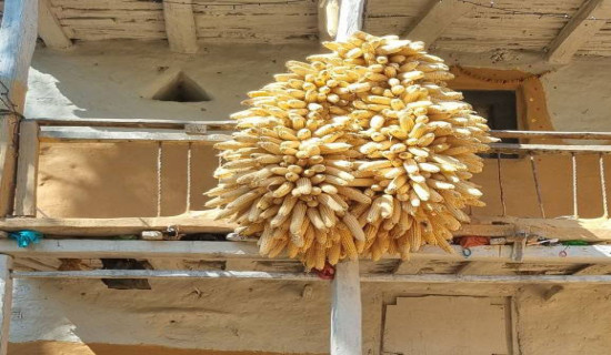 धानबाली भित्र्याउने बेला पानी परेपछि किसान चिन्तित