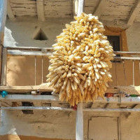 धानबाली भित्र्याउने बेला पानी परेपछि किसान चिन्तित