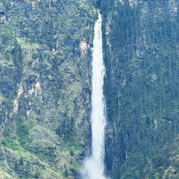 धानबाली भित्र्याउने बेला पानी परेपछि किसान चिन्तित