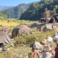 धानबाली भित्र्याउने बेला पानी परेपछि किसान चिन्तित