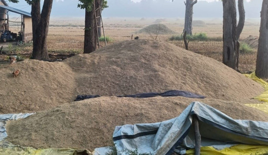 कोटा घटाएर धान खरिद गर्दै खाद्य