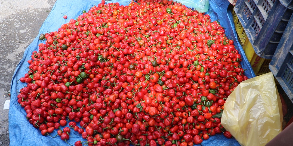 अकबरे खोर्सानीको बजार भाउ घटेपछि किसान चिन्तित