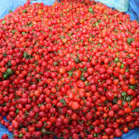 एमसिसी बन्दको तयारी नेपालमा भने निरन्तर