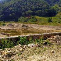 म्याग्दीमा ४५ मध्ये ४० वडाको परिणाम सार्वजनिक