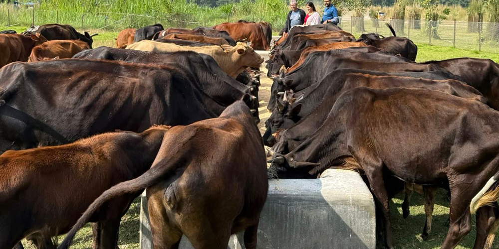 ‘दाता’ को सहयोगले गौ संरक्षण केन्द्र सञ्चालनमा सहज