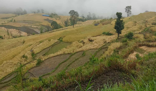 धानबाली भित्र्याउने बेला पानी परेपछि किसान चिन्तित