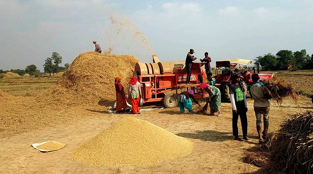 बाँकेमा खाद्य व्यवस्था कार्यालयले २० हजार क्वीन्टल धान खरिद गर्ने