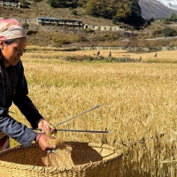 आलेको हत्यामा संलग्न सात जना पुर्पक्षका लागि कारागार चलान