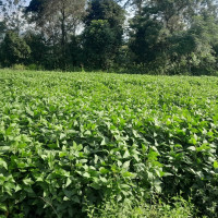 बजारभन्दा महँगो सरकारी आलुको बीउ