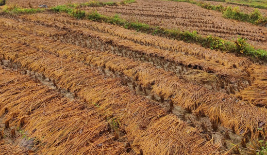 काटेर सुकाएको धान पानीले भिजेपछि किसान चिन्तित