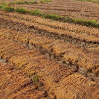 हिउँदे बाली जोगाउन खेतमा बास