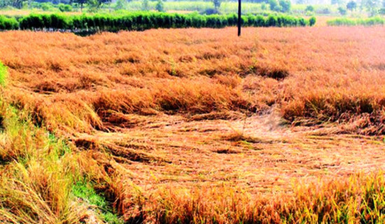धान थन्क्याउन नपाउँदा किसान चिन्तित