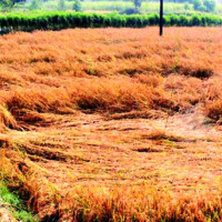 प्रतिकूल मौसमले हवाई उडान प्रभावित