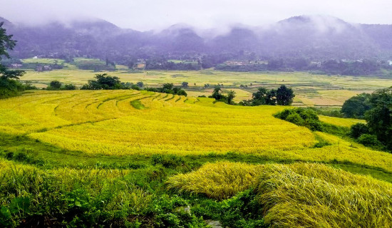 निरन्तर हिमपात : अन्नपूर्ण आधार शिविरबाट ७२ जना पर्यटकको उद्धार