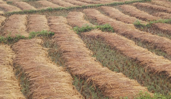 वर्षाले धान भिजेपछि किसान चिन्तित, धान खेतमै उम्रिने डर