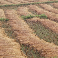 गाईघाटमा मेडिकल कलेज स्थापनाको प्रक्रिया सुरु हुन्छ: प्रधानमन्त्री