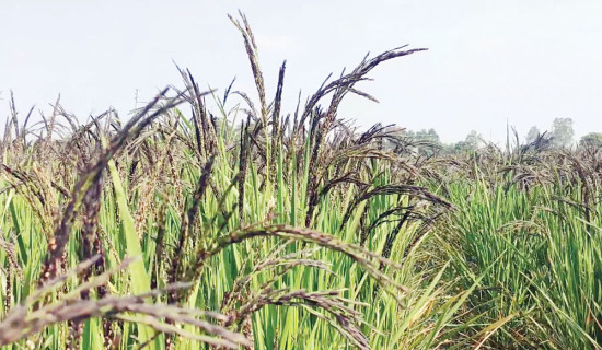 बागमती प्रदेश राष्ट्रपति रनिङ सिल्ड च्याम्पियन