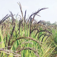 स्कटल्यान्डविरुद्ध सहज लक्ष्यमा नेपालको कठिन जित