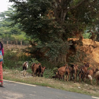 रौतहटमा स्कर्पियो दुर्घटना हुँदा आठ जनाको मृत्यु