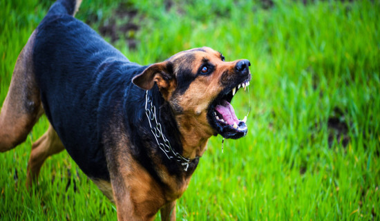 कुकुरको टोकाइबाट ११ जना घाइते