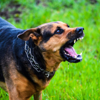 सागसब्जीका बेर्ना बेचेर वार्षिक २६लाख आम्दानी