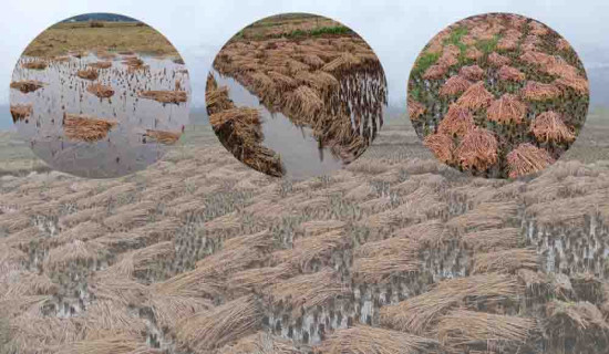 पानीले डुब्यो धानका पाजा (फोटो फिचर)