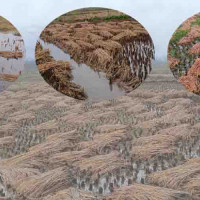 ५८ औँ अन्तर्राष्ट्रिय साक्षरता दिवस : डेढ दशकमा पनि साक्षरता अधुरै