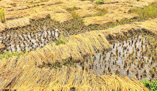 मोन्था चक्रवातको प्रभाव देशभर : वर्षाले किसान चिन्तित