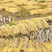 तारा एयर दुर्घटना छानविनका लागि जाँच आयोग गठन