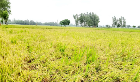 खोलाले बगाएर दुई बालबालिका बेपत्ता