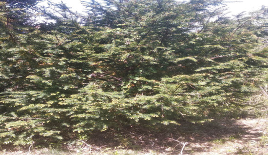 क्यान्सर रोगमा उपयोगी लौठसल्लाको संरक्षण