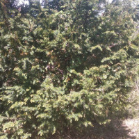 धनगढी सभागृह प्रयोगविहीन