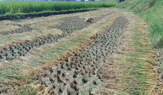 काटेको धान खेतमा अलपत्र