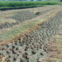 अमेरिकी डलर भाउ उकालो