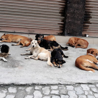 क्यालेडोनियाबाट थप अस्ट्रेलियाली स्वदेश फर्काइँदै