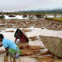 वर्षाले धानबाली भित्र्याउन किसानलाई सकस