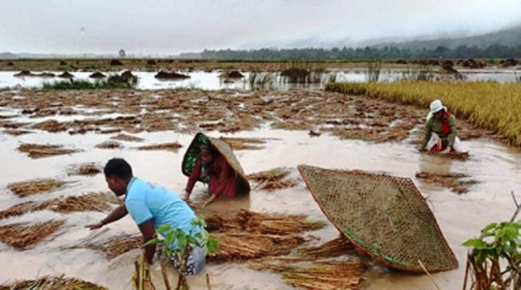 बेमौसमी वर्षाले धानबालीमा क्षति, चिन्तित किसान