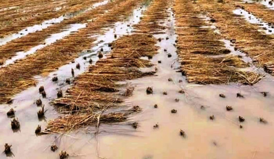 बर्सातले खेतमै सड्न थाल्यो धान